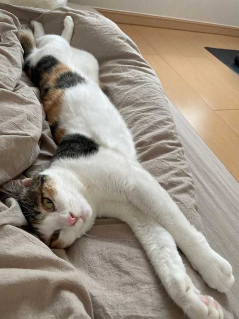 猫と寝る夜 ぽこも お気に入り ベッド 場所 3匹 愛猫 漫画