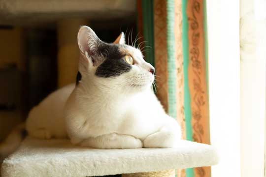 猫と寝る夜 ぽこも お気に入り ベッド 場所 3匹 愛猫 漫画