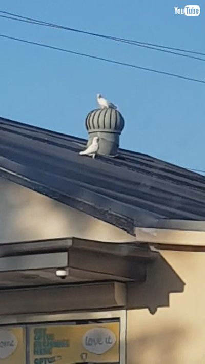 「Corellas Take A Twirl on Rooftop Whirlybirds || ViralHog」