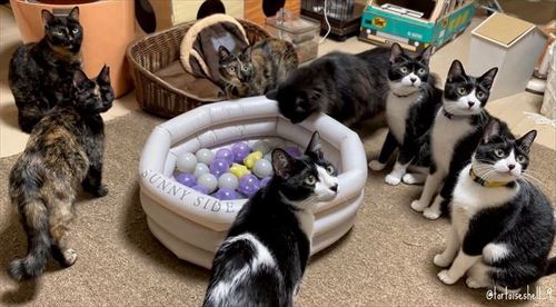 可愛い猫達 出待ちしてるタラちゃんが可愛すぎた🥺 ⁡ 🐻‍❄️タラオ♂3歳