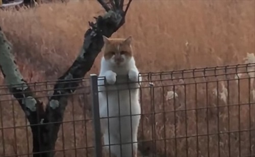 元ボス猫のデブちゃん