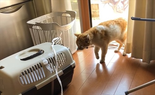 元ボス猫のデブちゃん