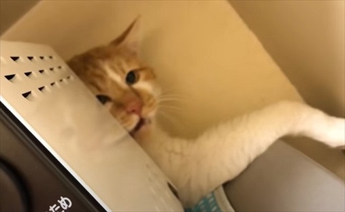 元ボス猫のデブちゃん