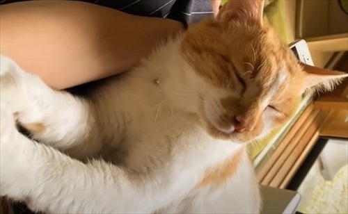 元ボス猫のデブちゃん