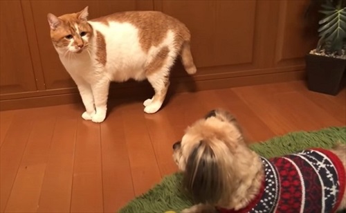 元ボス猫のデブちゃん