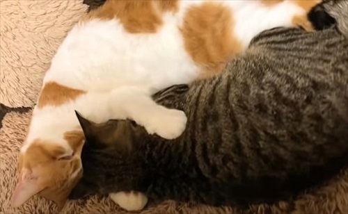 元ボス猫のデブちゃん