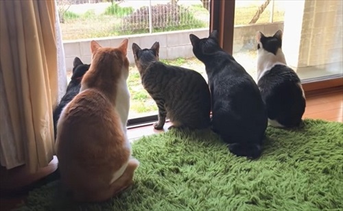 元ボス猫のデブちゃん