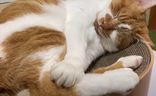 元ボス猫のデブちゃん