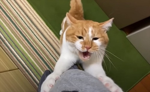 元ボス猫のデブちゃん