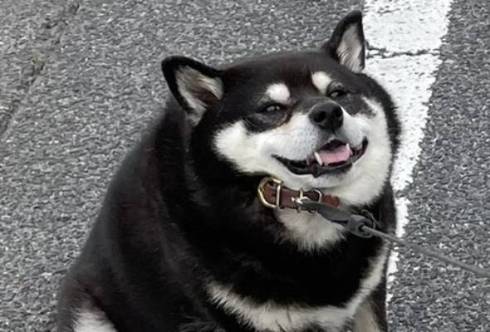 黒柴 たろう君 減速する犬