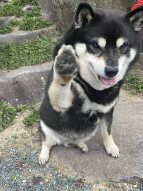 黒柴 たろう君 減速する犬