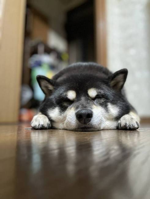 黒柴 たろう君 減速する犬