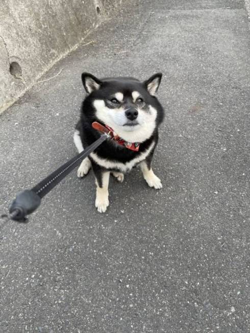 黒柴 たろう君 減速する犬