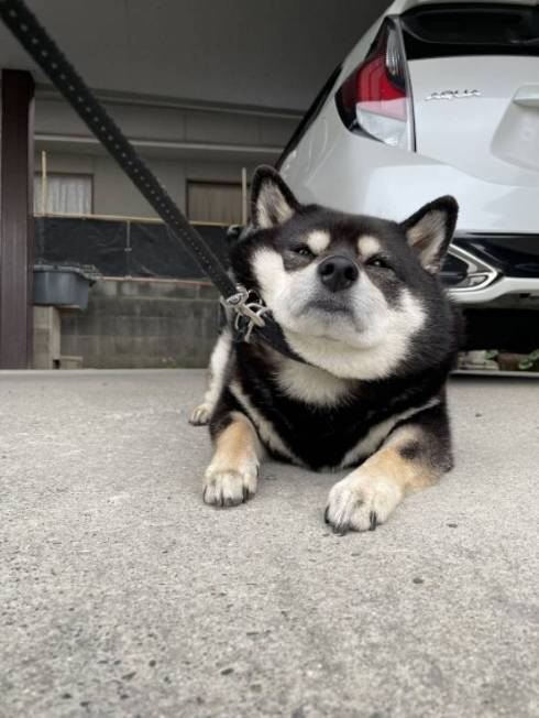 黒柴 たろう君 減速する犬