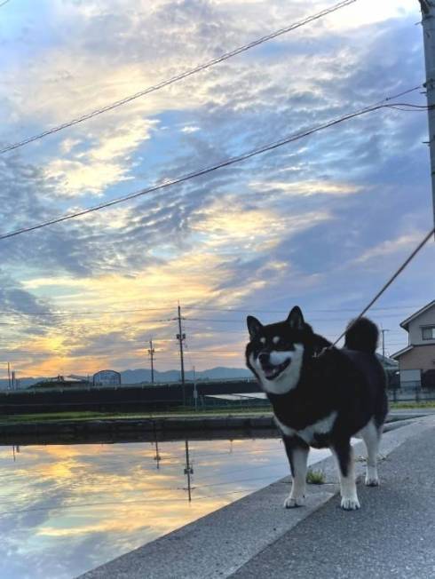 黒柴 たろう君 減速する犬