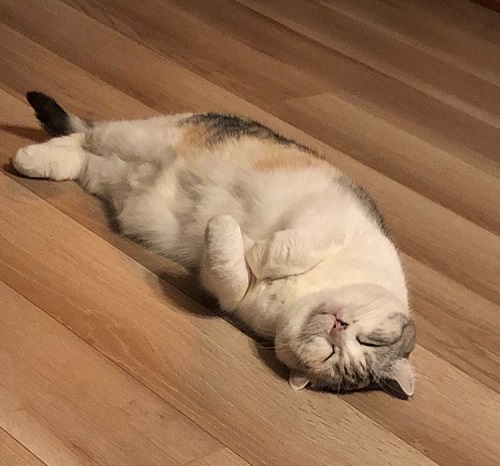 ペット手帳 ベストショット