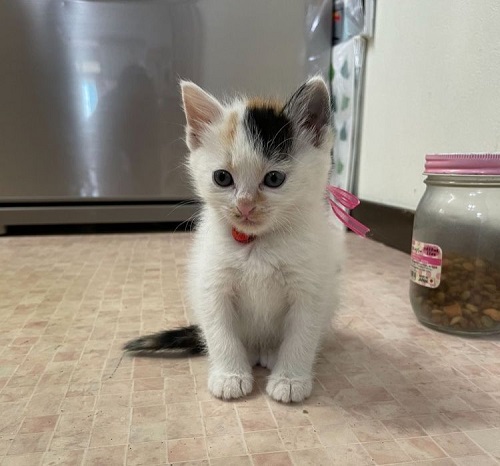 ペット手帳 ベストショット