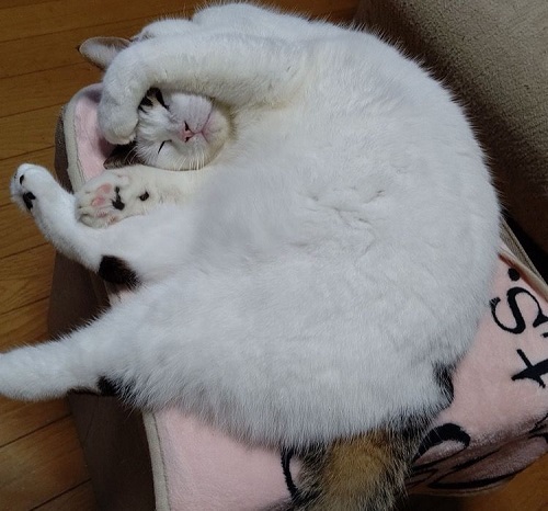 ペット手帳 ベストショット