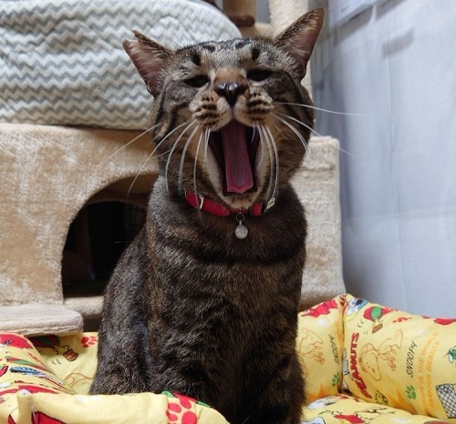 ペット手帳 ベストショット