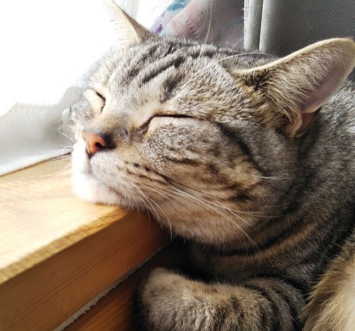 ペット手帳 ベストショット