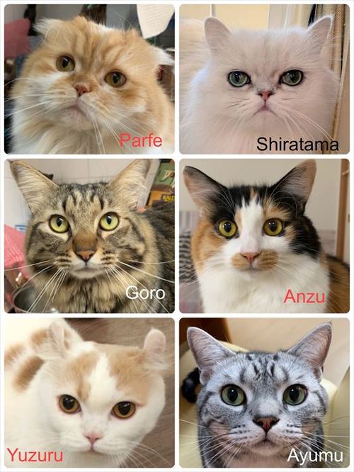 猫