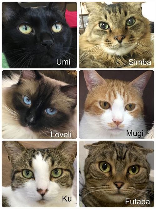 猫