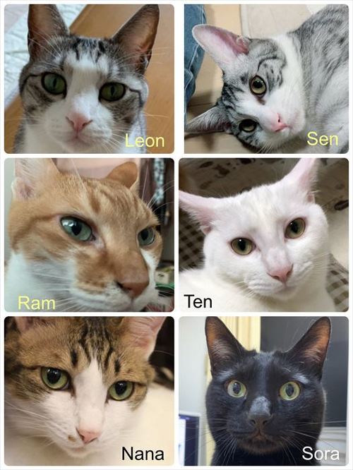 猫