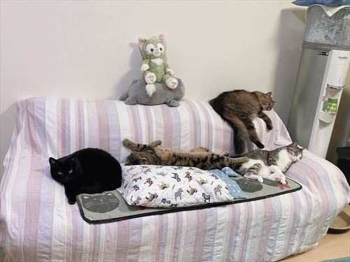 猫