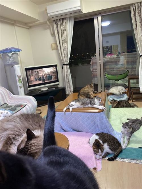 猫
