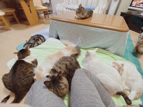 猫