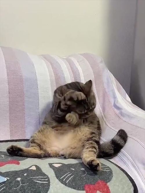 猫