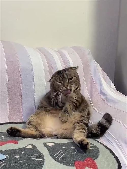猫