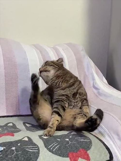 猫