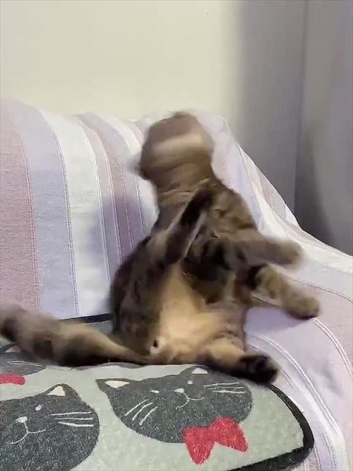 猫