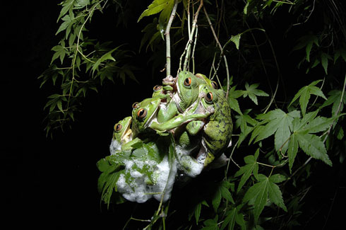 モリアオガエル