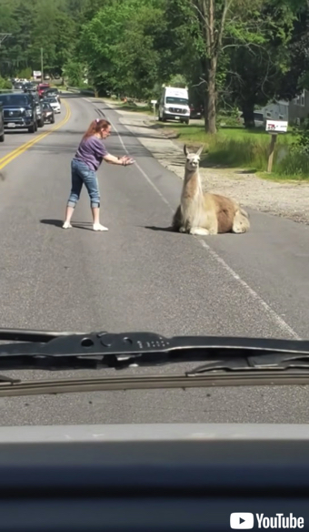 道路に居座るラマ