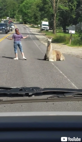 道路に居座るラマ