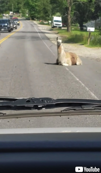道路に居座るラマ