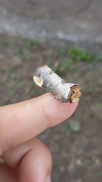 擬態しているツマキシャチホコ