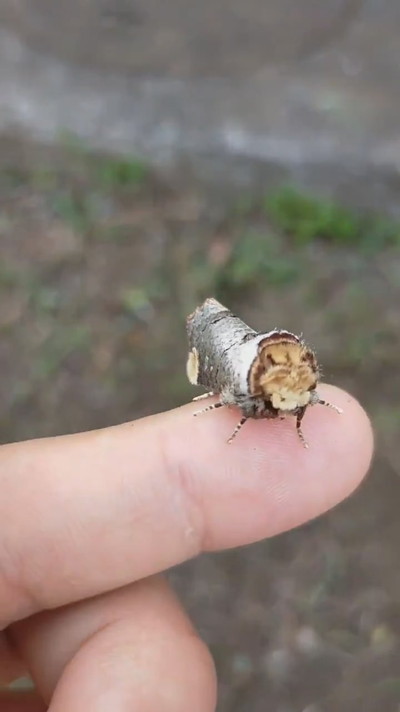 擬態しているツマキシャチホコ