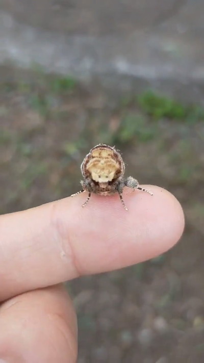 擬態しているツマキシャチホコ