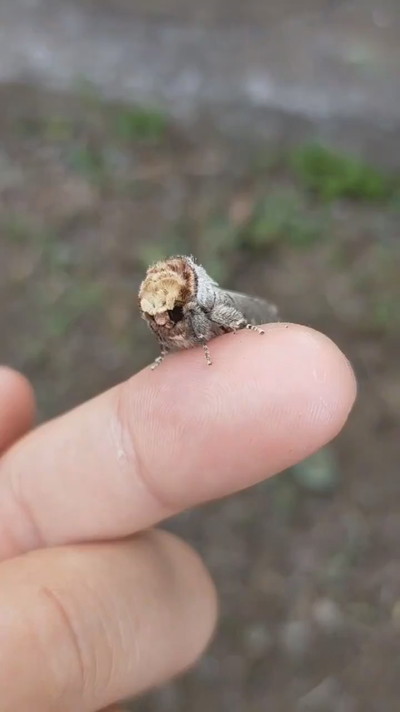 擬態しているツマキシャチホコ