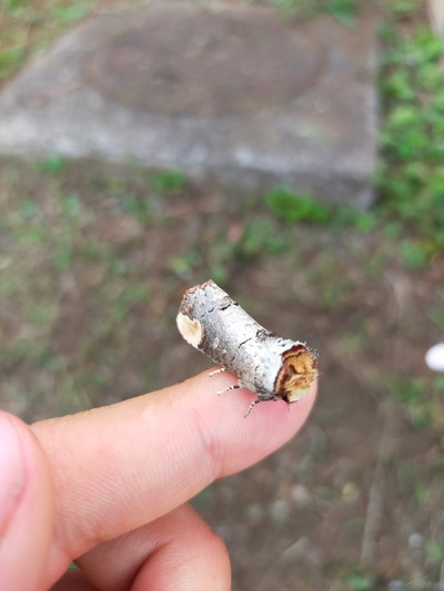 擬態しているツマキシャチホコ