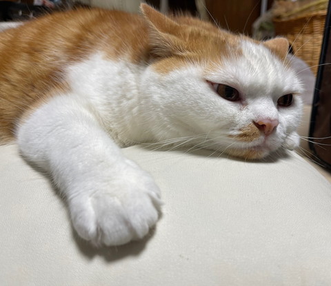 ヤンチャな子猫と優しい大猫