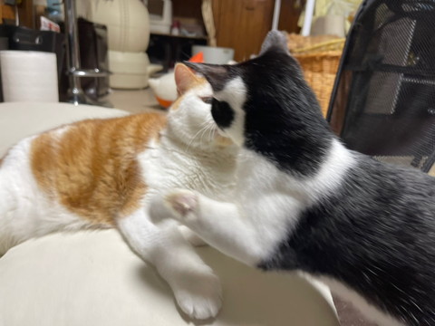 ヤンチャな子猫と優しい大猫