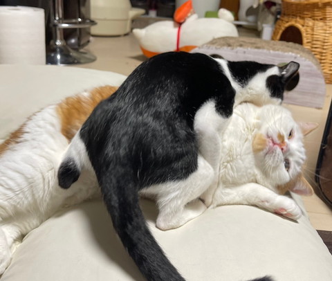 ヤンチャな子猫と優しい大猫