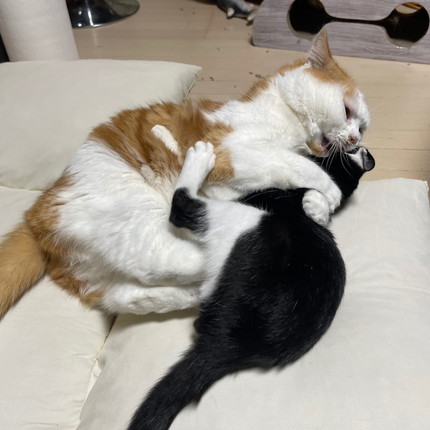 ヤンチャな子猫と優しい大猫