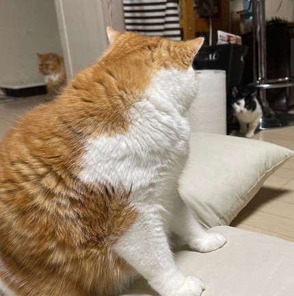 ヤンチャな子猫と優しい大猫