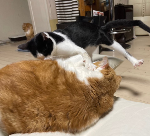 ヤンチャな子猫と優しい大猫