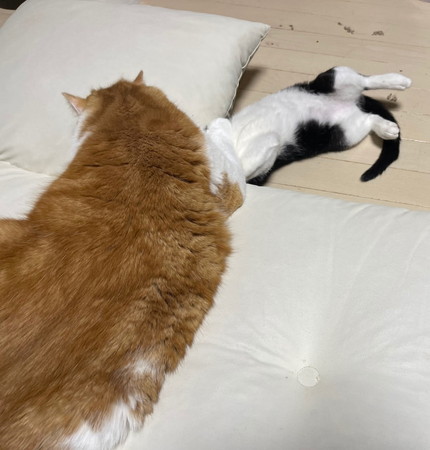 ヤンチャな子猫と優しい大猫